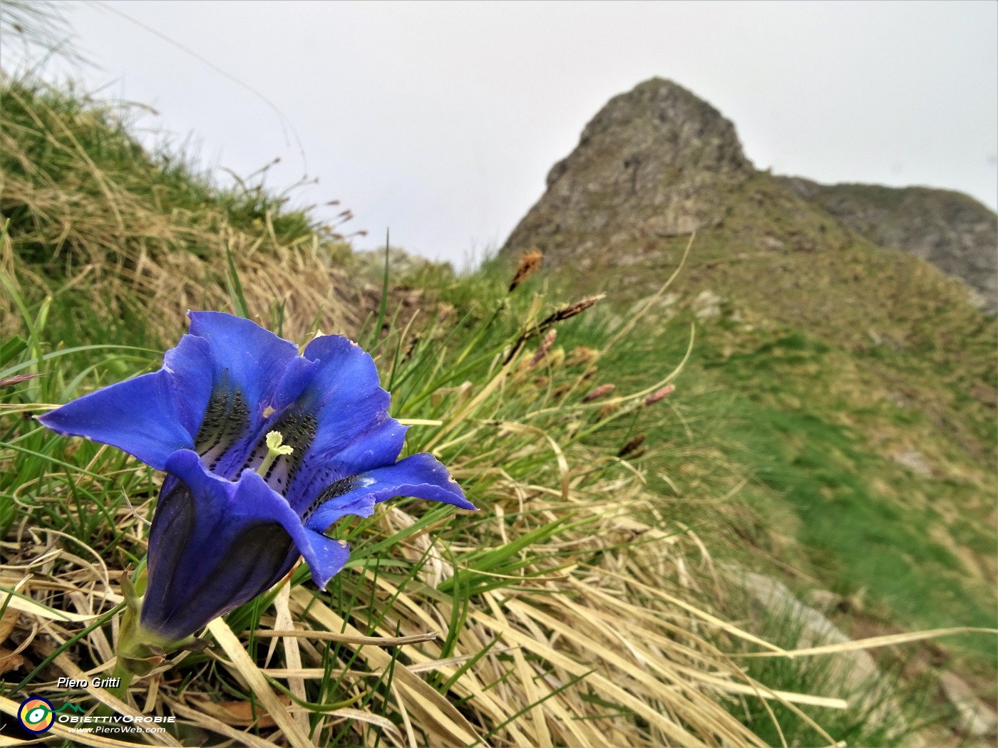 69 Genziana di Koch (Gentiana acaulis) con vista verso il Triomen.JPG